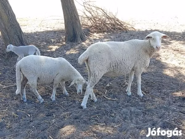 母羊, Sheep