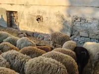 Koç, Koyunlar — foto 2