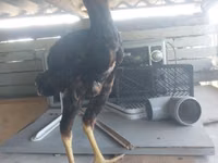 Chickens — foto 4