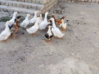 Ducks — foto 3