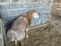 Bélier, Moutons — photo 8