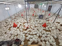 Chickens — zdjęcie 1