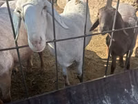 பெண் ஆடு, Dorper sheep — புகைப்படம் 1