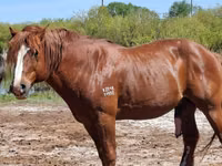 Cavalo, Cavalos — foto 6