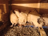 Chickens — புகைப்படம் 3