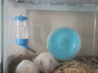 Akvaryum tipli şüşə qəfəsdə iki ağ hamster komplekti. Xüsusiyyətlər — 照片 1