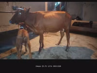பசு, மாடுகள் — புகைப்படம் 4