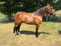 Cavalo, Cavalos — foto 1