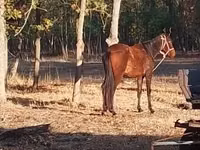 Jument, Chevaux — photo 3