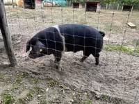 Boar — photo 2