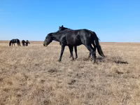 雌馬, Kazakh horse — 写真 2
