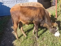 ძროხა, Simmental cattle — ფოტო 2