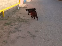 Kozel, Kozy — foto 1