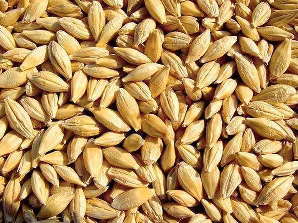 Продам ячмень, на семена, озимый сорт Альта с под комбайна без