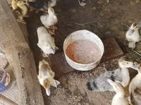 Ducks — zdjęcie 8