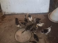 Ducks — foto 2