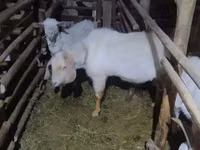 Cabra, Alpine goat — foto 4