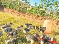 Australorp — photo 1