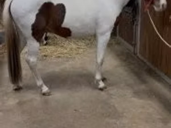 母马, Horses