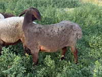 母羊, Sheep — 照片 1
