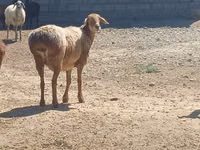 Қошқар, Ordabasy sheep — 2-сурет