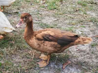 Ducks — फ़ोटो 3