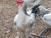 Chickens — Foto 1