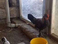 Japanisches Bantam — Foto 6