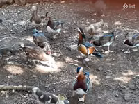 Ducks — foto 6