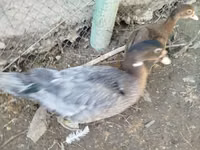 Ducks — Foto 4