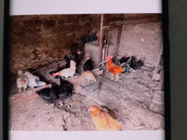 Chickens