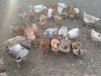 Chickens — Foto 7