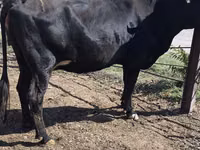 Vaca, Raça Holstein — foto 5