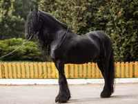 ცხენი, Friesian — ფოტო 6