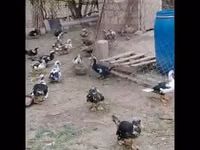 Ducks — foto 2