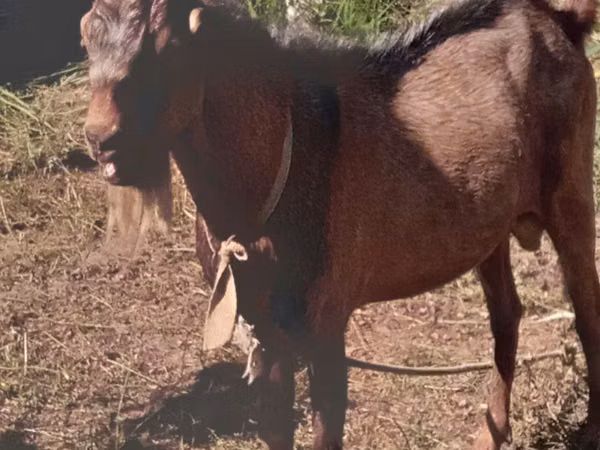 Kozy (partia, płeć nieokreślona), Beetal goats