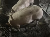 Knur, Świnie — zdjęcie 3