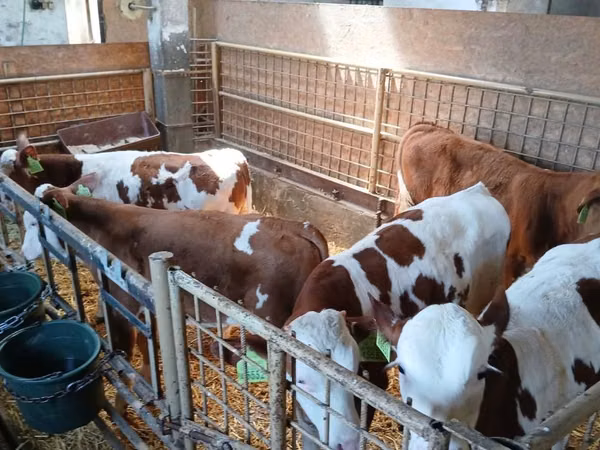Taureau, Simmental cattle