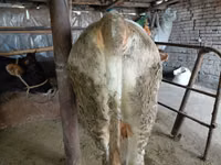 Touro, Vaca vermelha sem chifres — foto 5