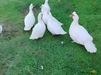 Ducks — foto 7