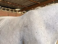 母马, Horses — 照片 1