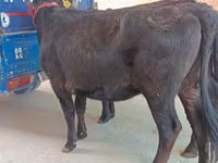 Kuh, Aberdeen-Angus — Foto 3
