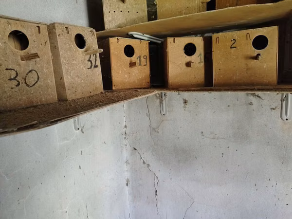 Taxta quş yuvaları (dovğa/taxta qutular) - Material: sıx