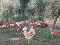 Бургонский красный — сүрөт 3