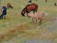 Dişi keçi, Nubian Goat — foto 2