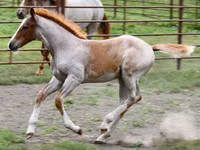 حصان, Quarter Horse — الصورة 2