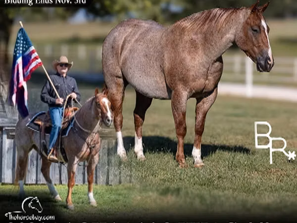 ცხენი, Quarter Horse