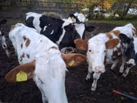 Cattle (batch, sex not specified), Cattle — photo 8