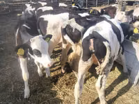 Vache, Bovins — photo 4