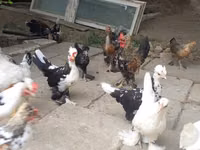 Bantam japonesa — foto 2